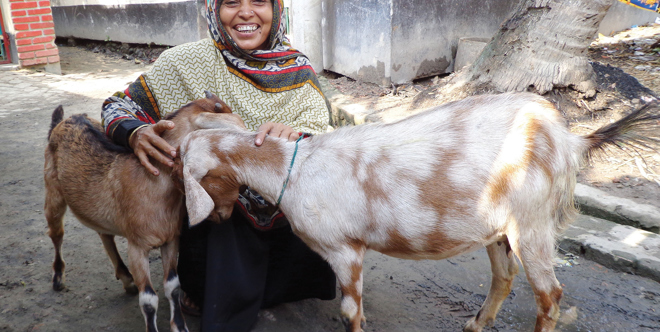 Pair of Milking Goats