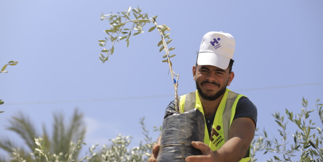 Olive Trees