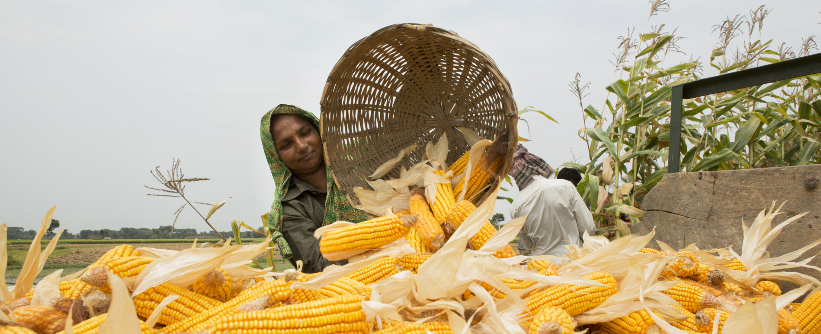 Lady pouring out corn on the cobs