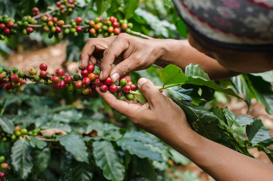 Coffee tree